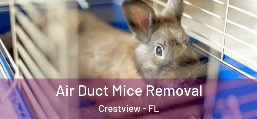  Air Duct Mice Removal Crestview - FL